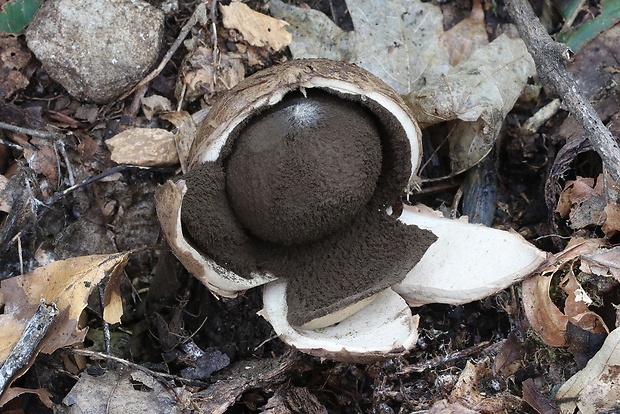 hviezdovka vlasatá Geastrum melanocephalum (Czern.) V.J. Staněk