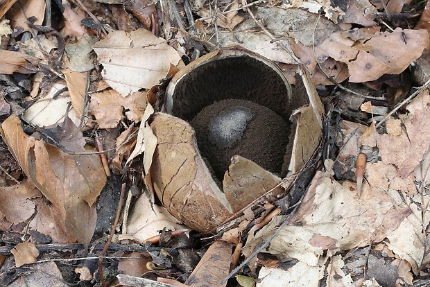 hviezdovka vlasatá Geastrum melanocephalum (Czern.) V.J. Staněk