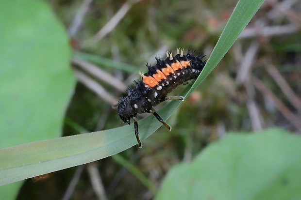 lienka - larva Harmonia axyridis