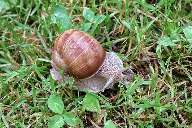 slimák záhradný Helix pomatia