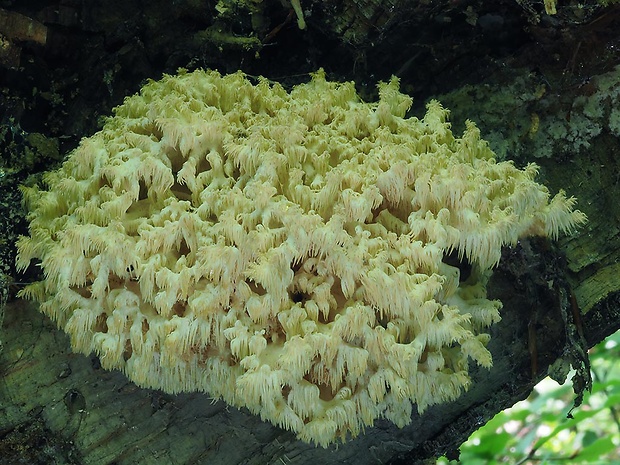 koralovec bukový Hericium coralloides (Scop.) Pers.