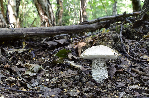 kozák Leccinum sp.