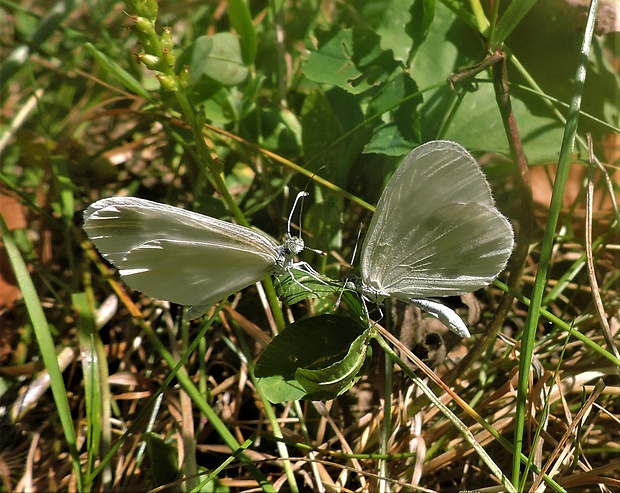 mlynárik Leptidea