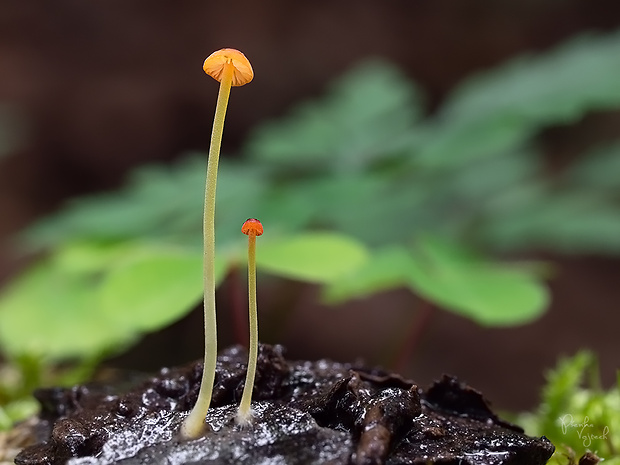 prilbička ihličková Mycena acicula (Schaeff.) P. Kumm.