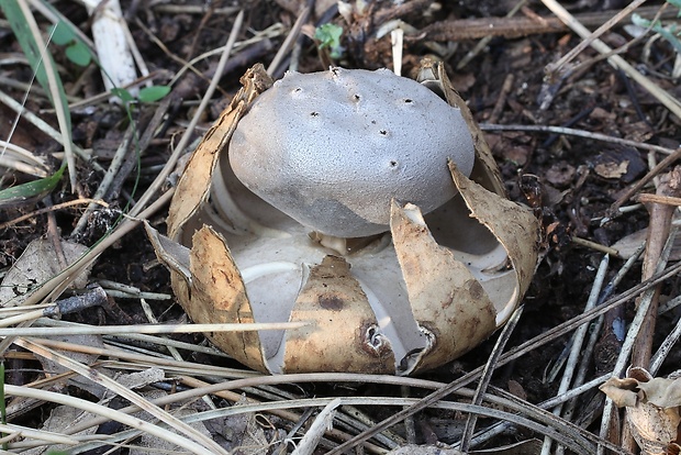 mnohokrčka dierkovaná Myriostoma coliforme (Dicks.) Corda