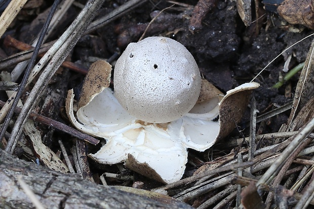 mnohokrčka dierkovaná Myriostoma coliforme (Dicks.) Corda