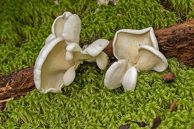 hlivuľa uškatá Pleurocybella porrigens (Pers.) Singer