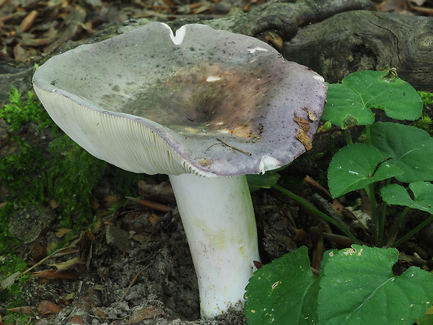 plávka modrastá Russula cyanoxantha (Schaeff.) Fr.