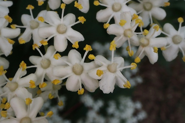 baza čierna Sambucus nigra L.