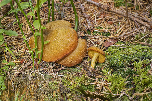 čírovec ozdobný Tricholomopsis cf. decora (Fr.) Singer