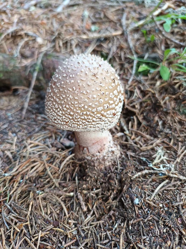 muchotrávka červenkastá Amanita rubescens Pers.