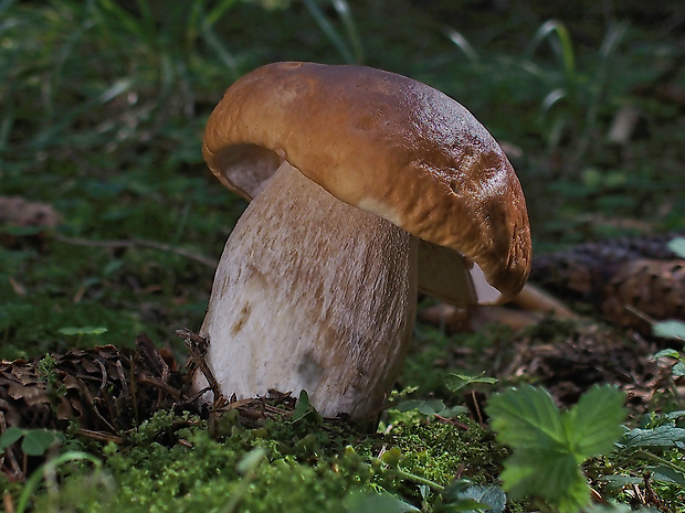 hríb smrekový Boletus edulis Bull.