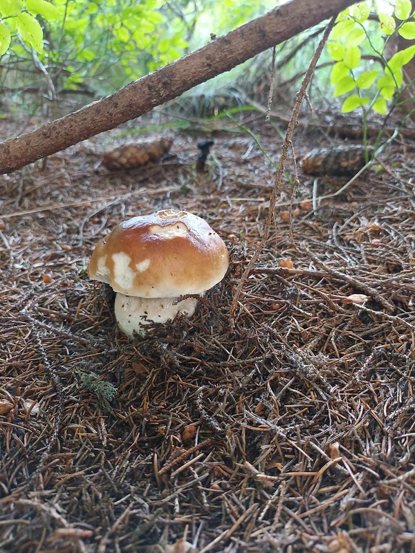 hríb smrekový Boletus edulis Bull.