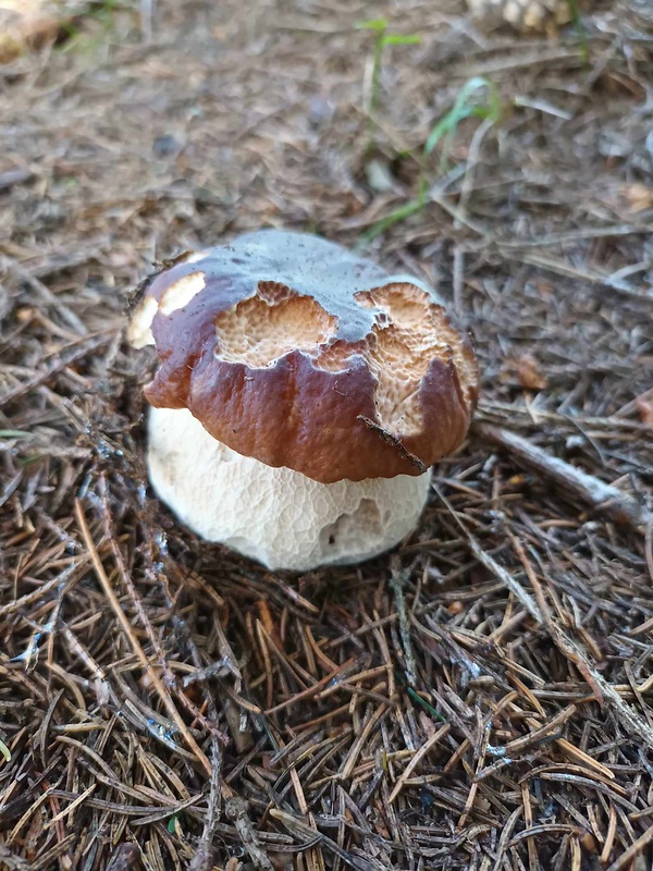 hríb smrekový Boletus edulis Bull.