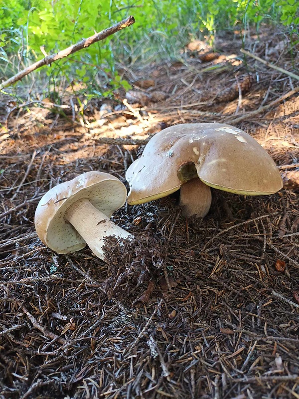 hríb smrekový Boletus edulis Bull.