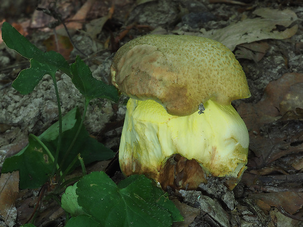 hríb príveskatý Butyriboletus appendiculatus (Schaeff. ex Fr.) Secr.