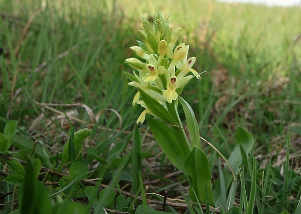 vstavačovec bazový Dactylorhiza sambucina (L.) Soó