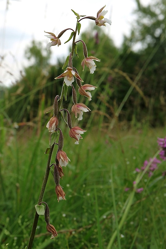 kruštík močiarny Epipactis palustris (L.) Crantz