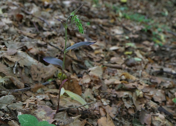 kruštík Epipactis sp.