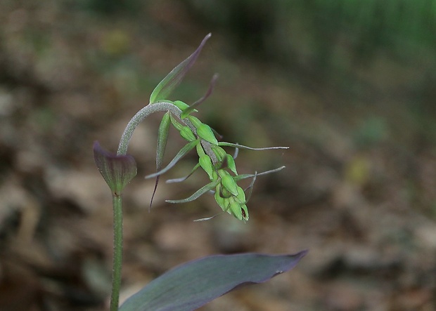 kruštík Epipactis sp.