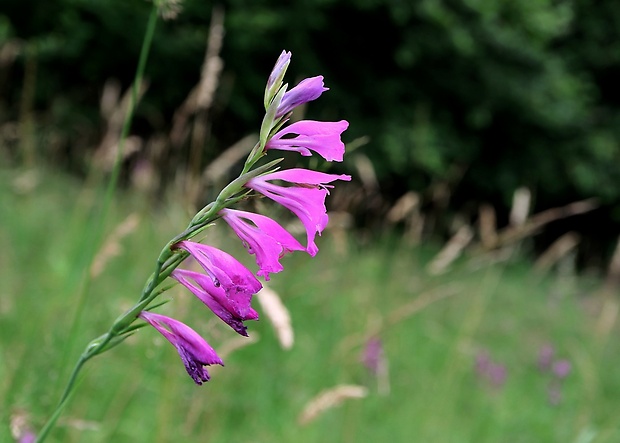 mečík škridlicovitý Gladiolus imbricatus L.