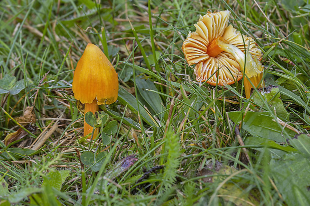 lúčnica hrotitá Hygrocybe acutoconica (Clem.) Singer