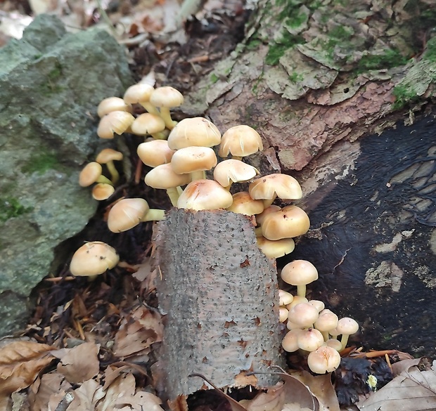 strapcovka zväzkovitá Hypholoma fasciculare (Huds.) P. Kumm.