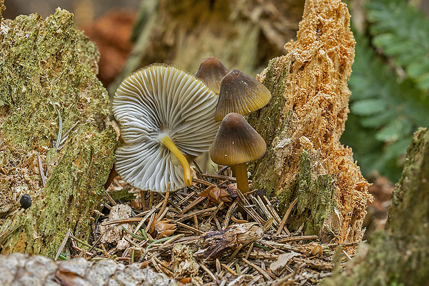 prilbička zelenoobrúbená Mycena viridimarginata P. Karst.