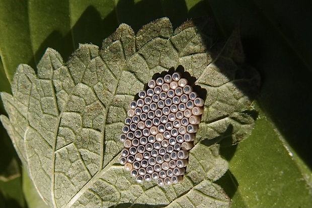 bzdocha Pentatomidae sp.