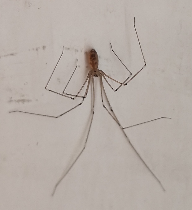 trasavka veľká  Pholcus phalangioides