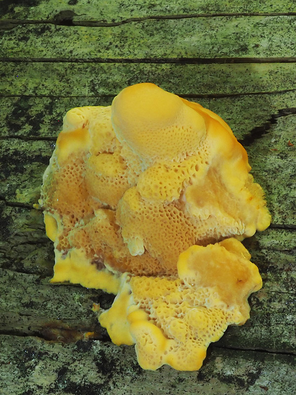 oranžovec vláknitý Pycnoporellus fulgens (Fr.) Donk