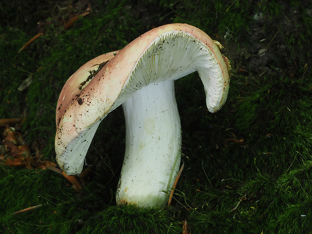 plávka mandľová Russula vesca Fr.