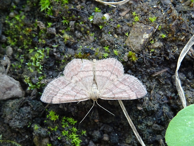 piadica nachová Scopula rubiginata