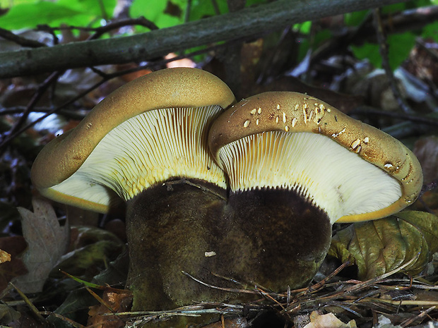 čechračka tmavohlúbiková Tapinella atrotomentosa (Batsch) Šutara