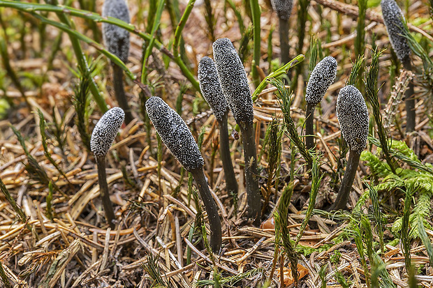 žezlovka srnková Tolypocladium ophioglossoides (J.F. Gmel.) Quandt, Kepler & Spatafora