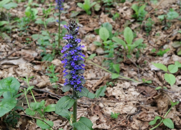 zbehovec plazivý Ajuga reptans L.