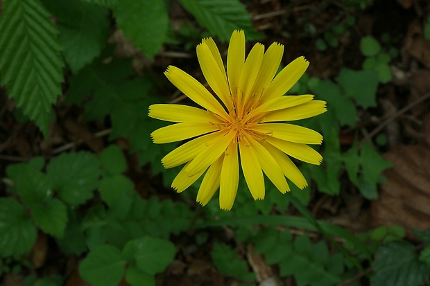 razivka smradľavá Aposeris foetida (L.) Less.