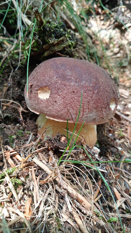 hríb sosnový Boletus pinophilus Pil. et Dermek in Pil.