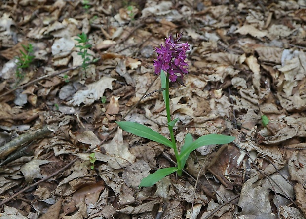 vstavačovec bazový Dactylorhiza sambucina (L.) Soó