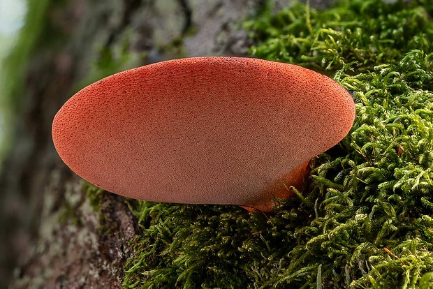 pečeňovec dubový Fistulina hepatica (Schaeff.) With.