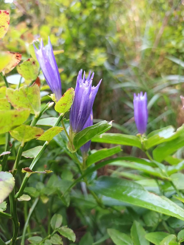 horec luskáčovitý Gentiana asclepiadea L.