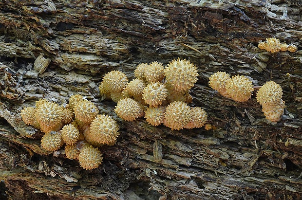 šupinovka šupinatá Pholiota squarrosa (Vahl) P. Kumm.