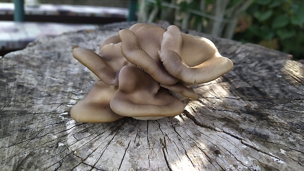 hliva ustricovitá Pleurotus ostreatus (Jacq.) P. Kumm.