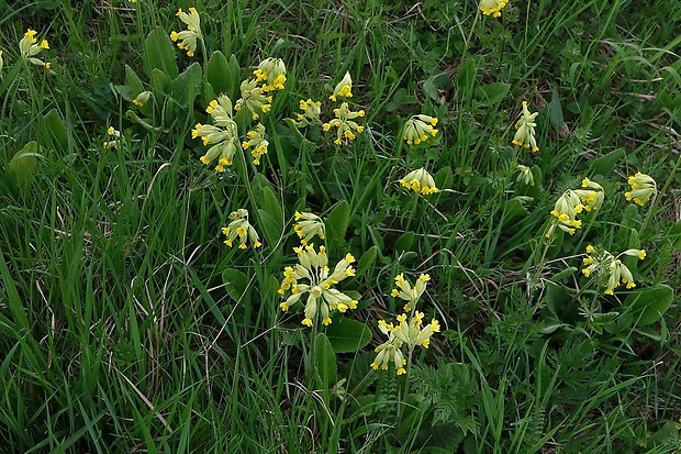 prvosienka jarná Primula veris L.