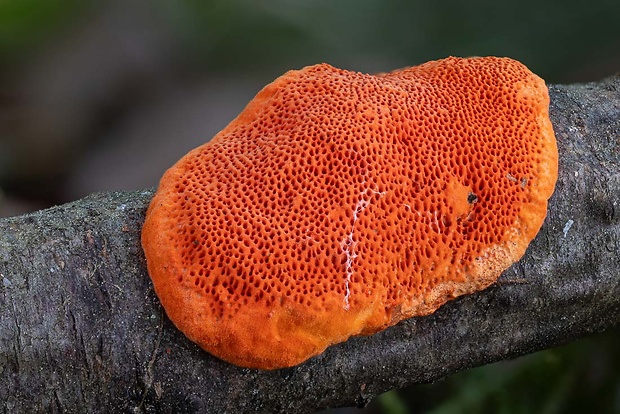 červenica rumelková Pycnoporus cinnabarinus (Jacq.) P. Karst.