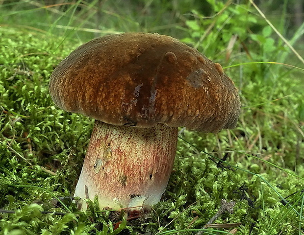 hríb zrnitohlúbikový Sutorius luridiformis (Rostk.) G. Wu & Zhu L. Yang