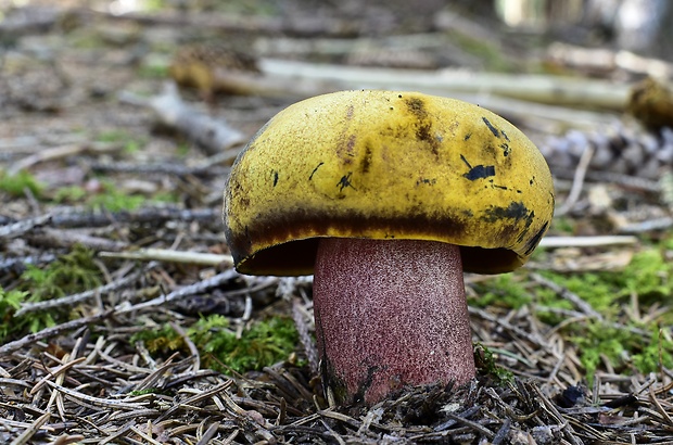 hríb zrnitohlúbikový Sutorius luridiformis (Rostk.) G. Wu & Zhu L. Yang