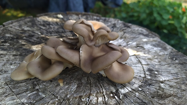 hliva ustricovitá Pleurotus ostreatus (Jacq.) P. Kumm.