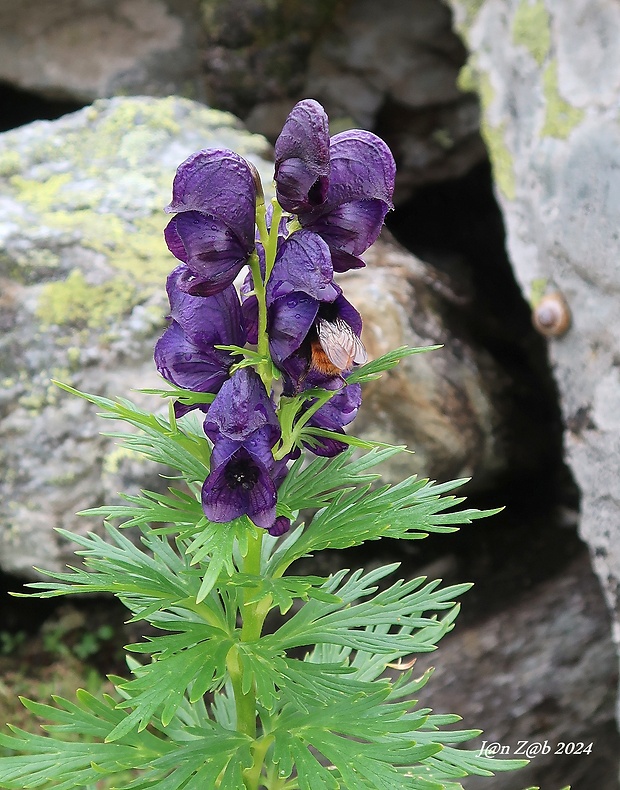 prilbica Aconitum tauricum Wulfen