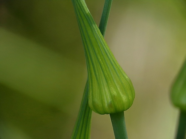 cesnak orešcový Allium scorodoprasum L.